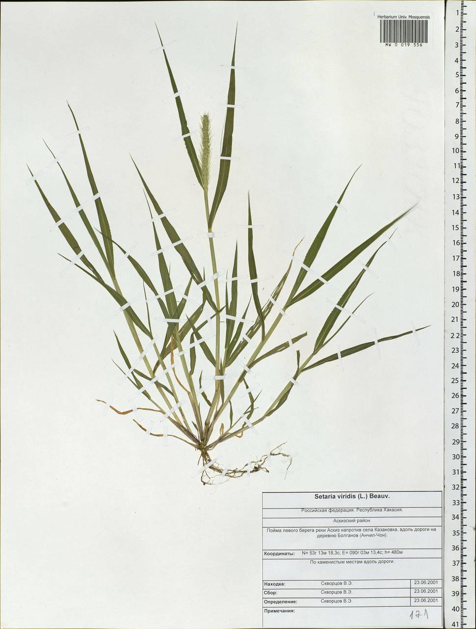 Setaria viridis (L.) P.Beauv., Siberia, Altai & Sayany Mountains (S2) (Russia)