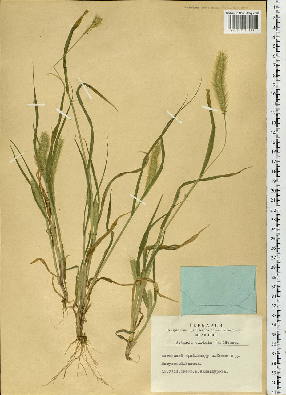 Setaria viridis (L.) P.Beauv., Siberia, Altai & Sayany Mountains (S2) (Russia)
