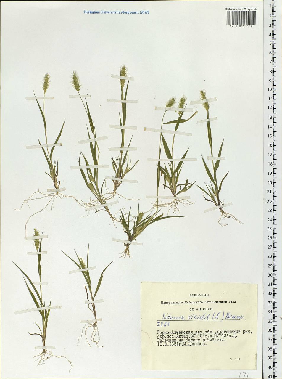 Setaria viridis (L.) P.Beauv., Siberia, Altai & Sayany Mountains (S2) (Russia)