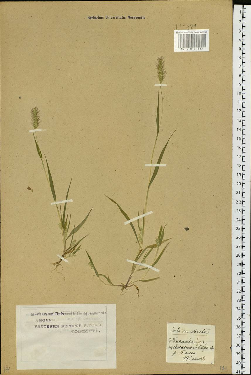 Setaria viridis (L.) P.Beauv., Siberia, Western Siberia (S1) (Russia)