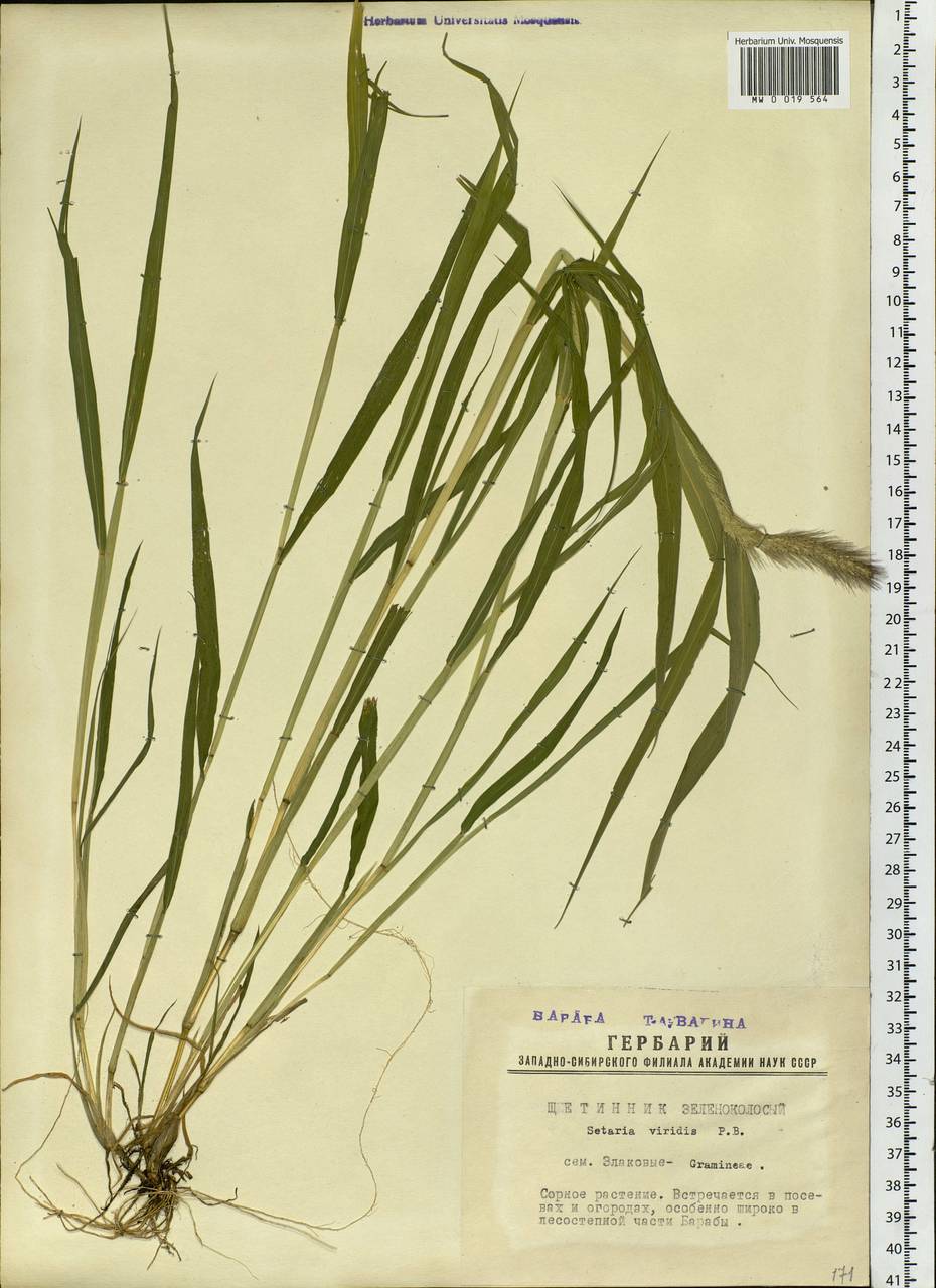 Setaria viridis (L.) P.Beauv., Siberia, Western Siberia (S1) (Russia)