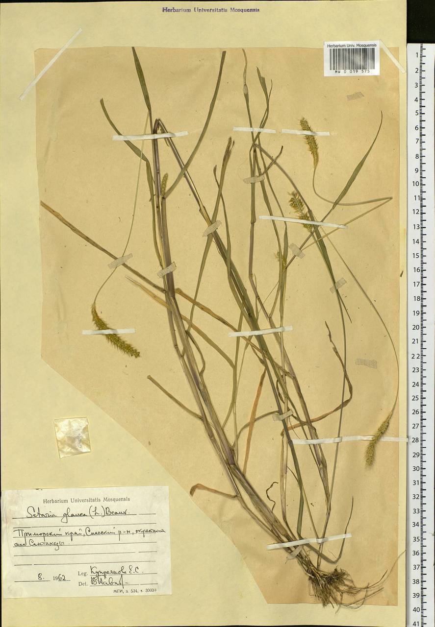 Setaria pumila (Poir.) Roem. & Schult., Siberia, Russian Far East (S6) (Russia)