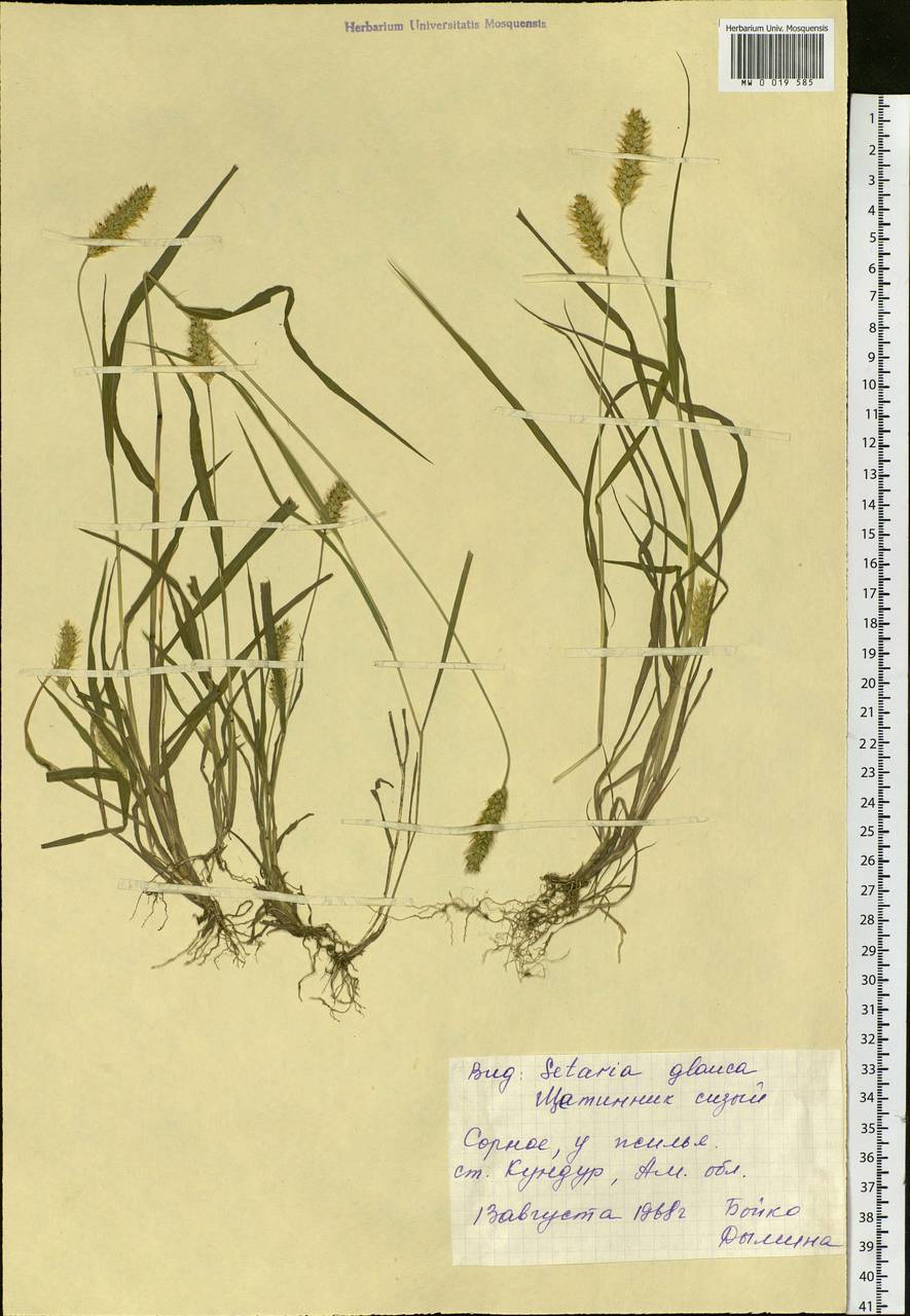 Setaria pumila (Poir.) Roem. & Schult., Siberia, Russian Far East (S6) (Russia)
