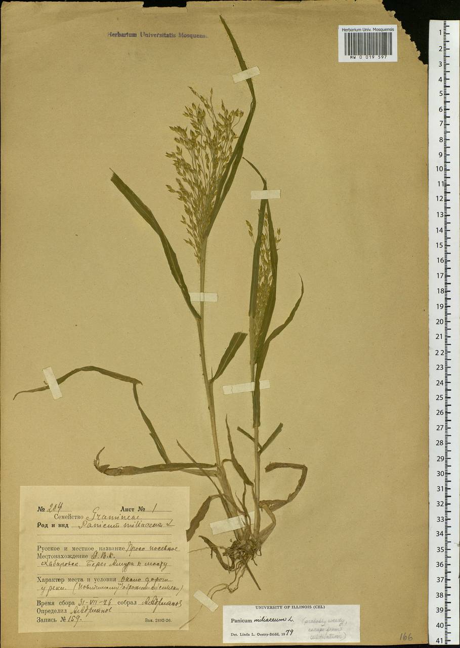 Panicum miliaceum L., Siberia, Russian Far East (S6) (Russia)