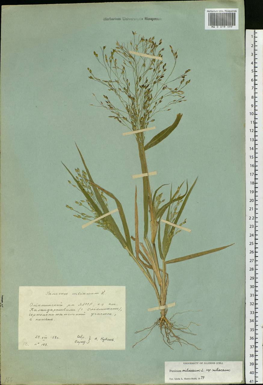 Panicum miliaceum L., Siberia, Yakutia (S5) (Russia)