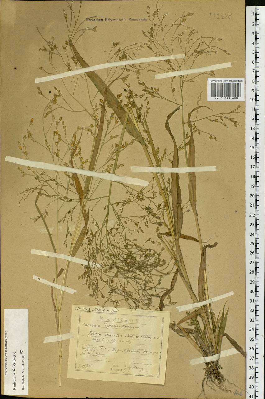 Panicum miliaceum L., Siberia, Baikal & Transbaikal region (S4) (Russia)