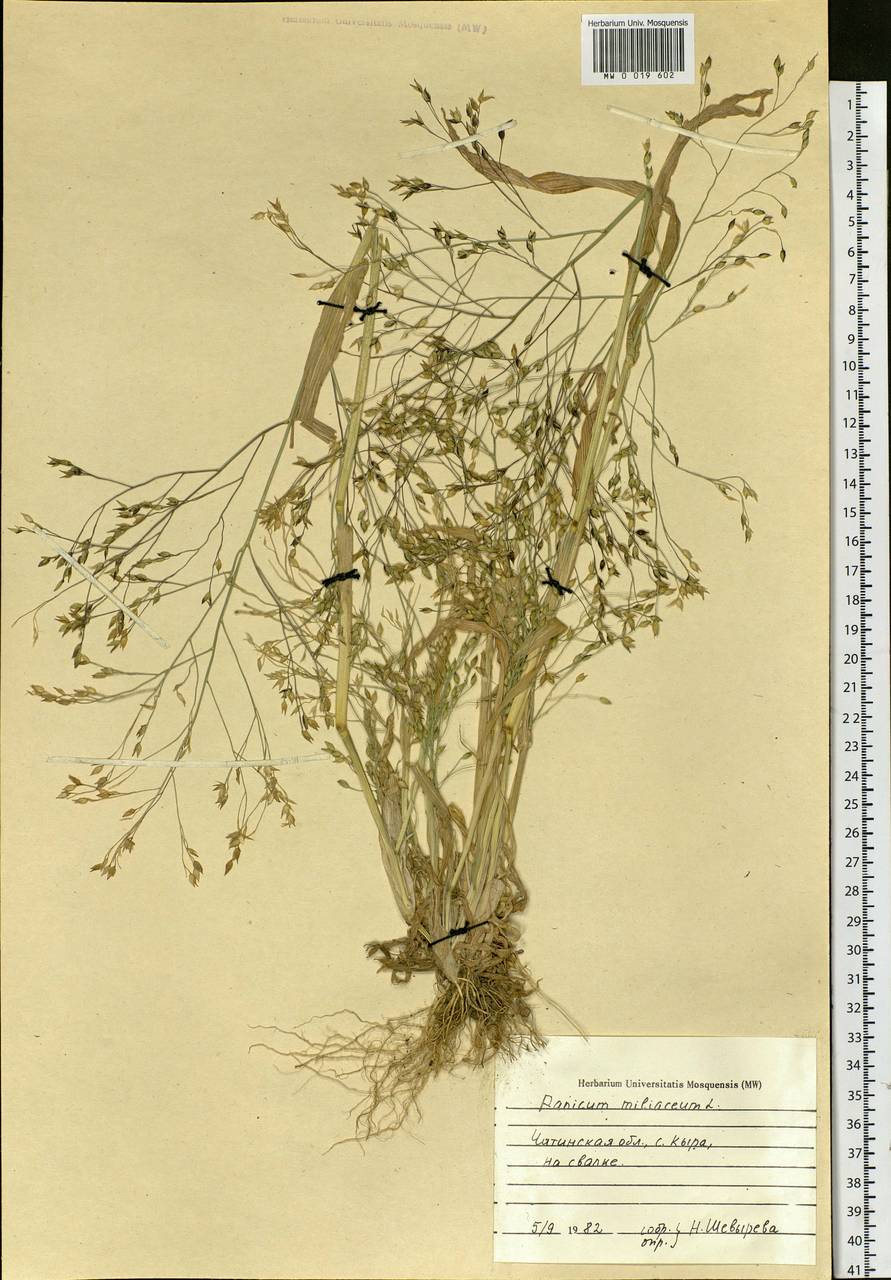 Panicum miliaceum L., Siberia, Baikal & Transbaikal region (S4) (Russia)
