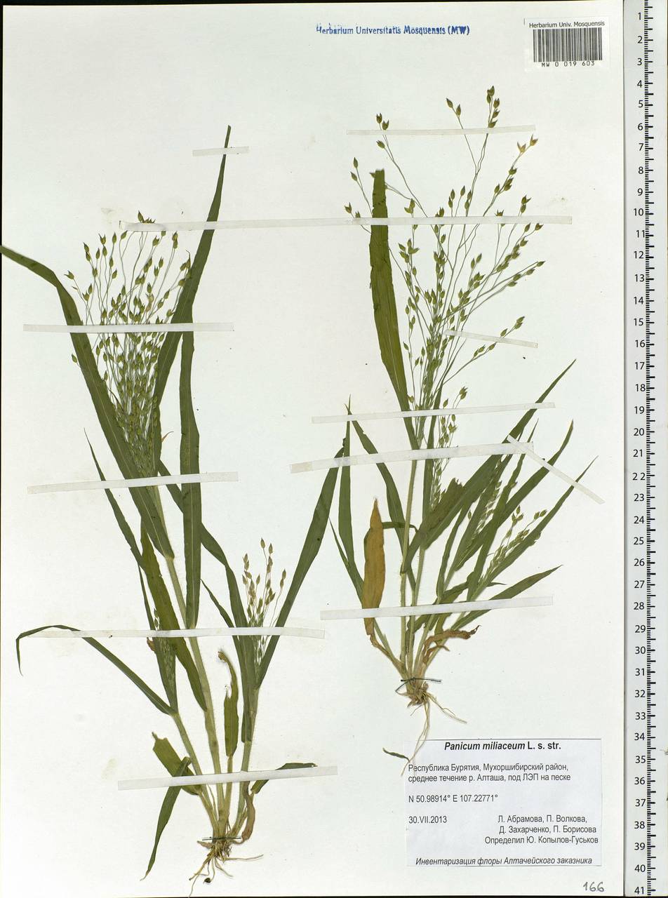 Panicum miliaceum L., Siberia, Baikal & Transbaikal region (S4) (Russia)