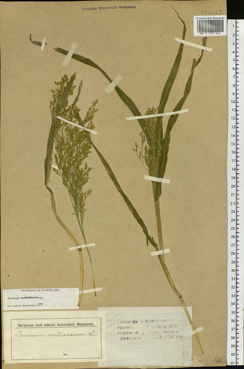 Panicum miliaceum L., Siberia (no precise locality) (S0) (Russia)