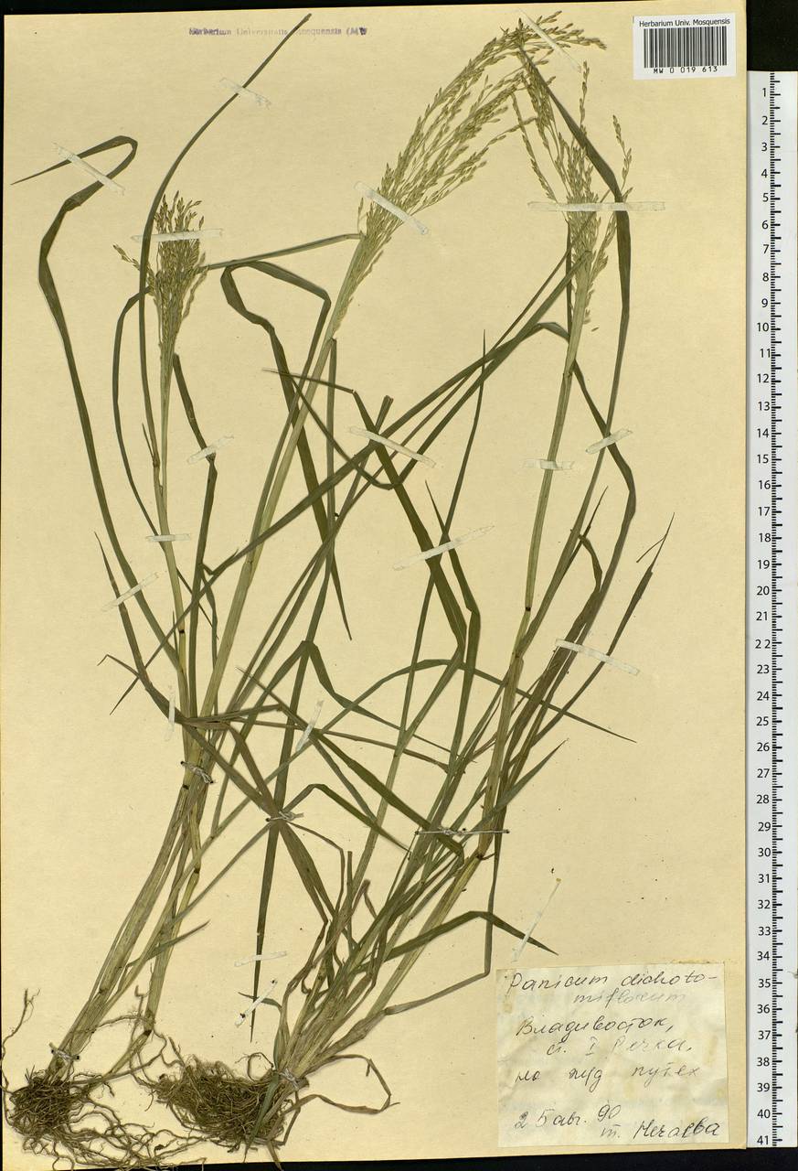 Panicum dichotomiflorum Michx., Siberia, Russian Far East (S6) (Russia)