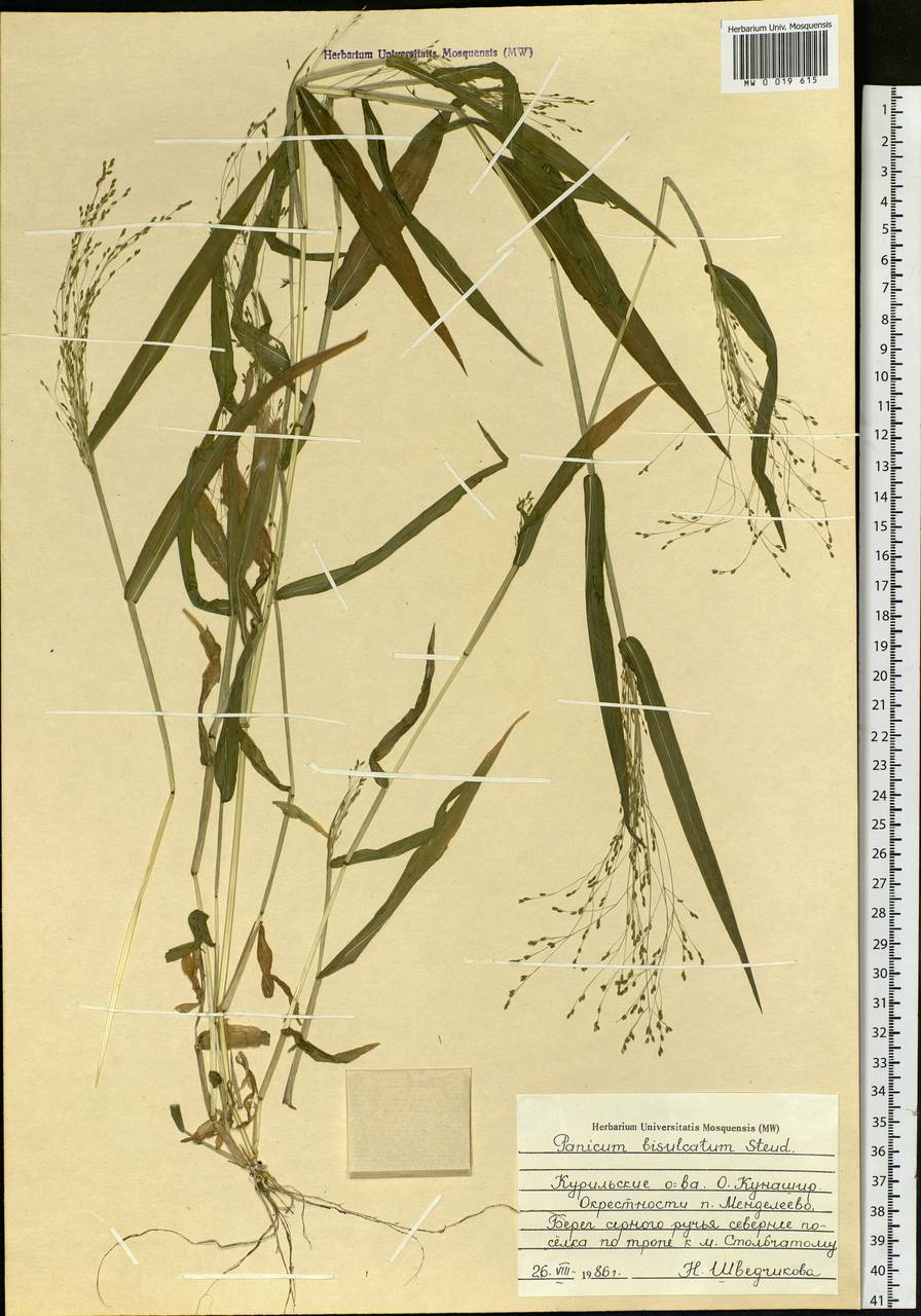 Panicum bisulcatum Thunb., Siberia, Russian Far East (S6) (Russia)