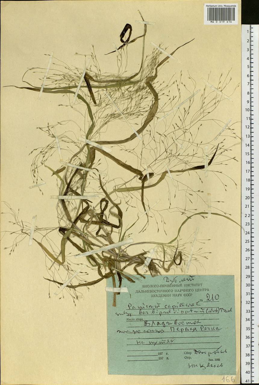 Panicum capillare L., Siberia, Russian Far East (S6) (Russia)