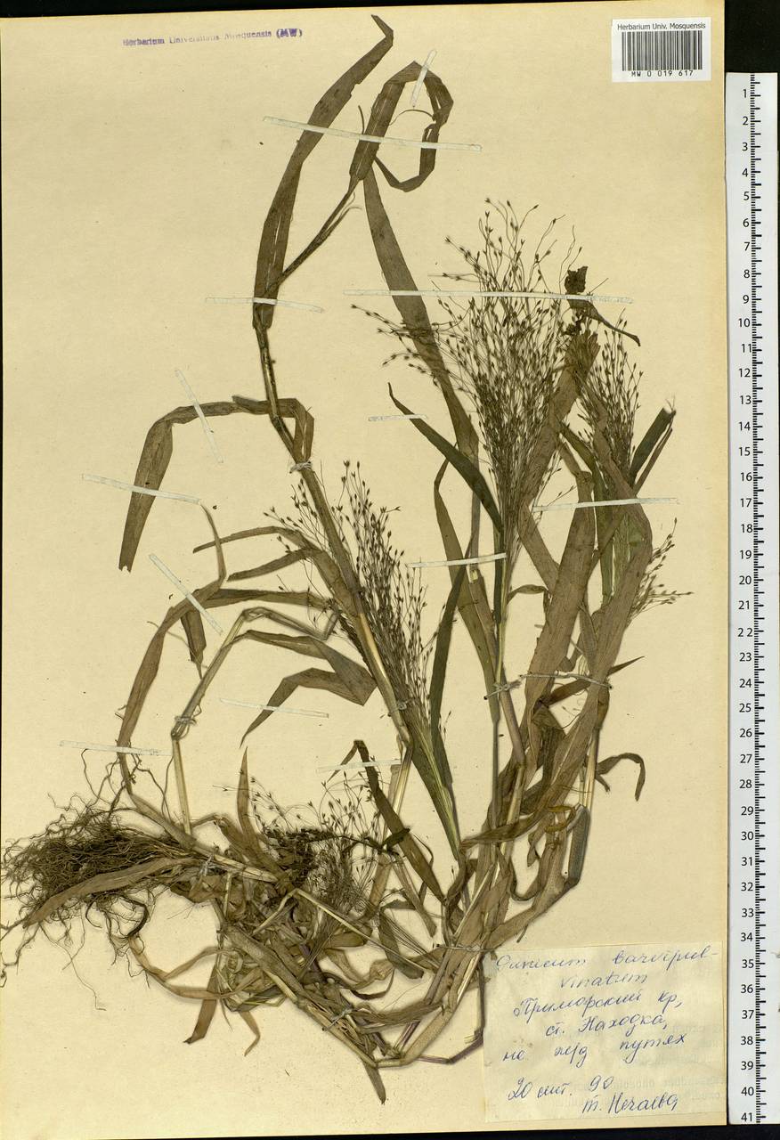 Panicum capillare L., Siberia, Russian Far East (S6) (Russia)