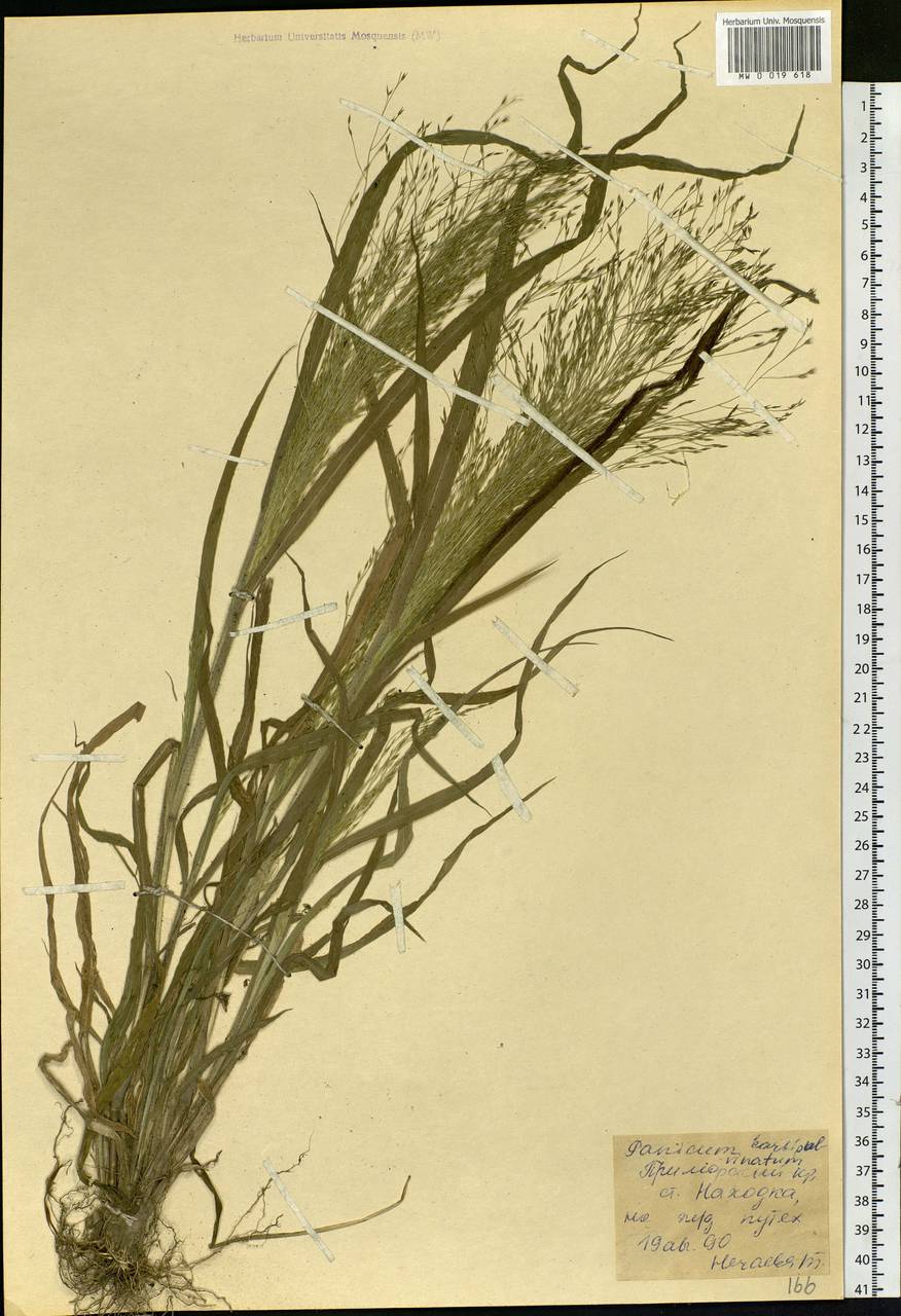 Panicum capillare L., Siberia, Russian Far East (S6) (Russia)