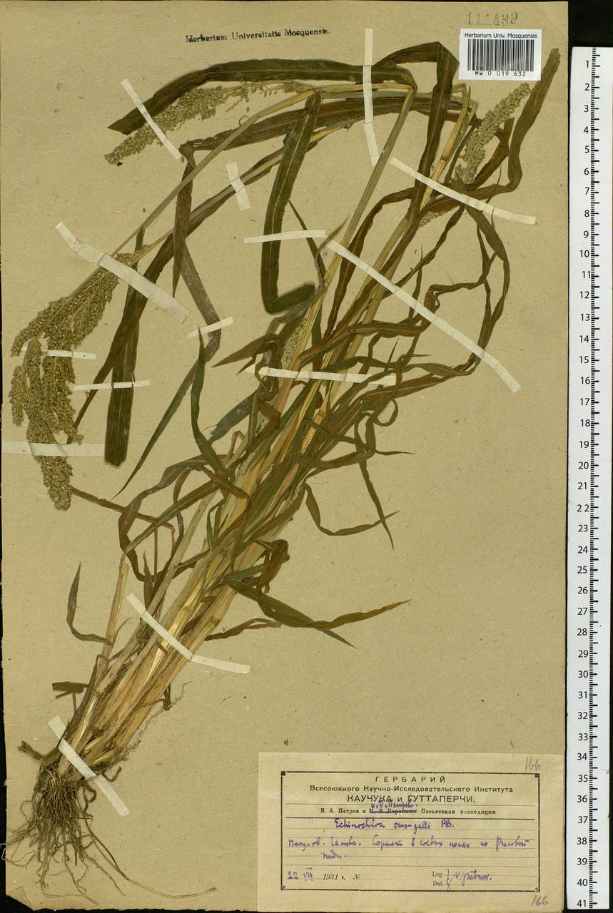 Echinochloa crus-galli (L.) P.Beauv., Siberia, Russian Far East (S6) (Russia)