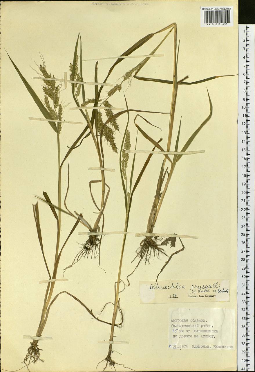 Echinochloa crus-galli (L.) P.Beauv., Siberia, Russian Far East (S6) (Russia)