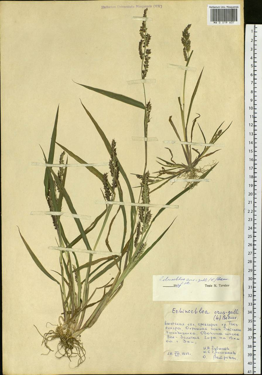 Echinochloa crus-galli (L.) P.Beauv., Siberia, Russian Far East (S6) (Russia)