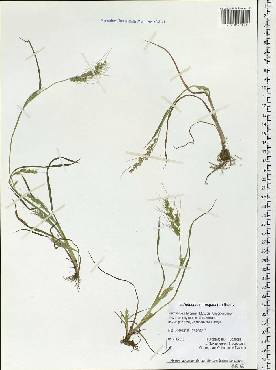 Echinochloa crus-galli (L.) P.Beauv., Siberia, Baikal & Transbaikal region (S4) (Russia)