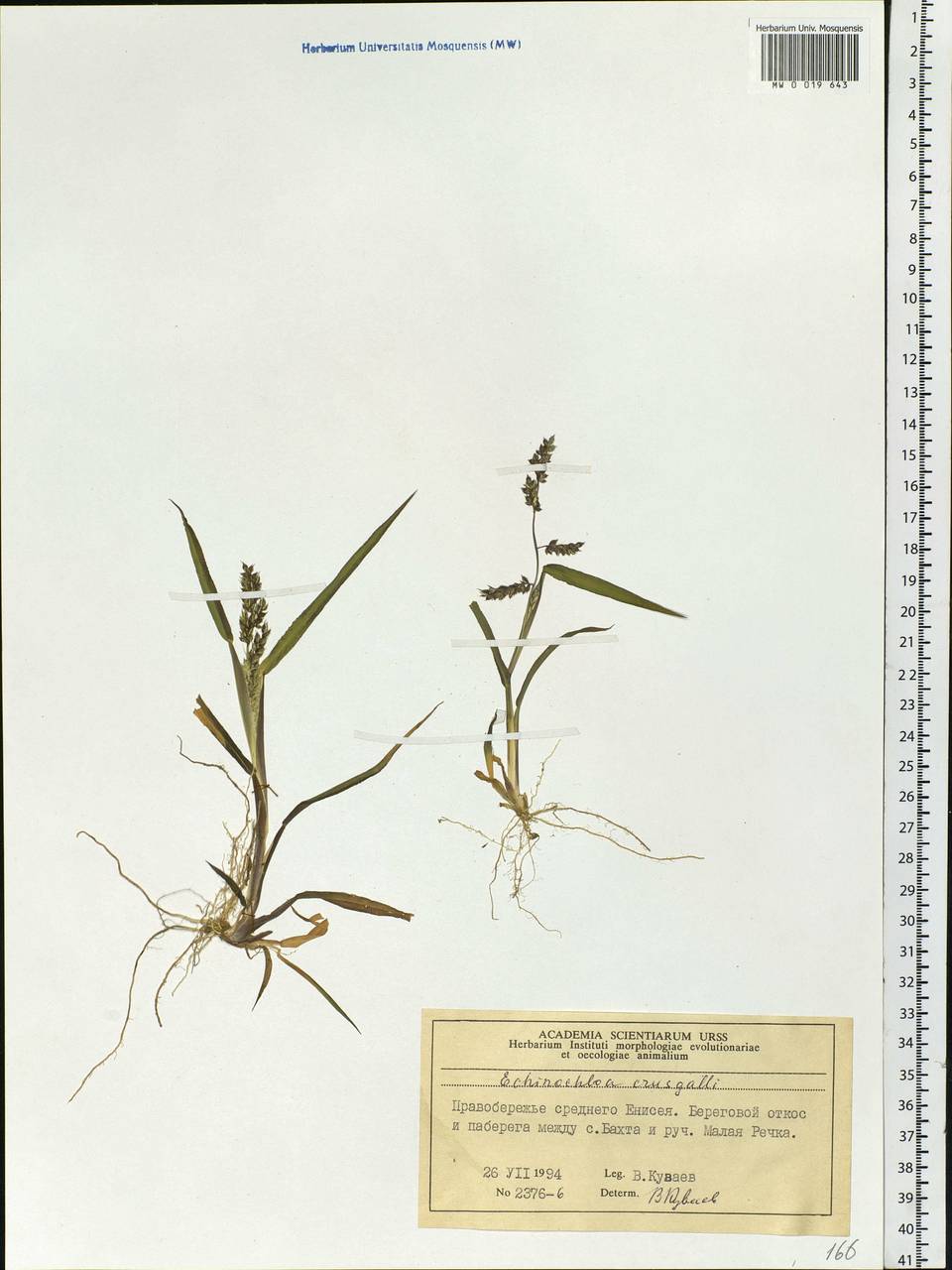 Echinochloa crus-galli (L.) P.Beauv., Siberia, Central Siberia (S3) (Russia)