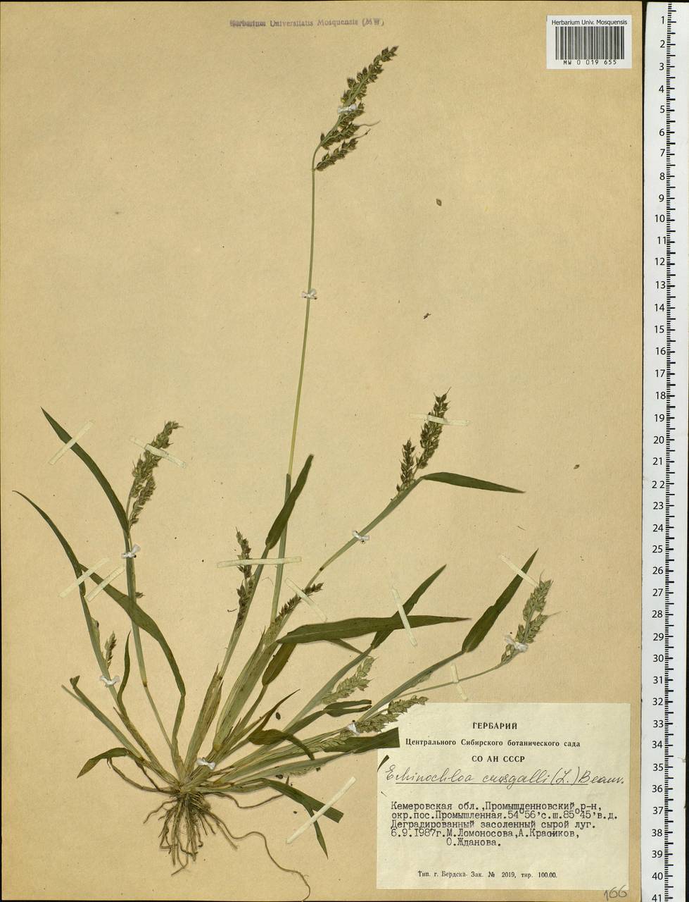 Echinochloa crus-galli (L.) P.Beauv., Siberia, Altai & Sayany Mountains (S2) (Russia)