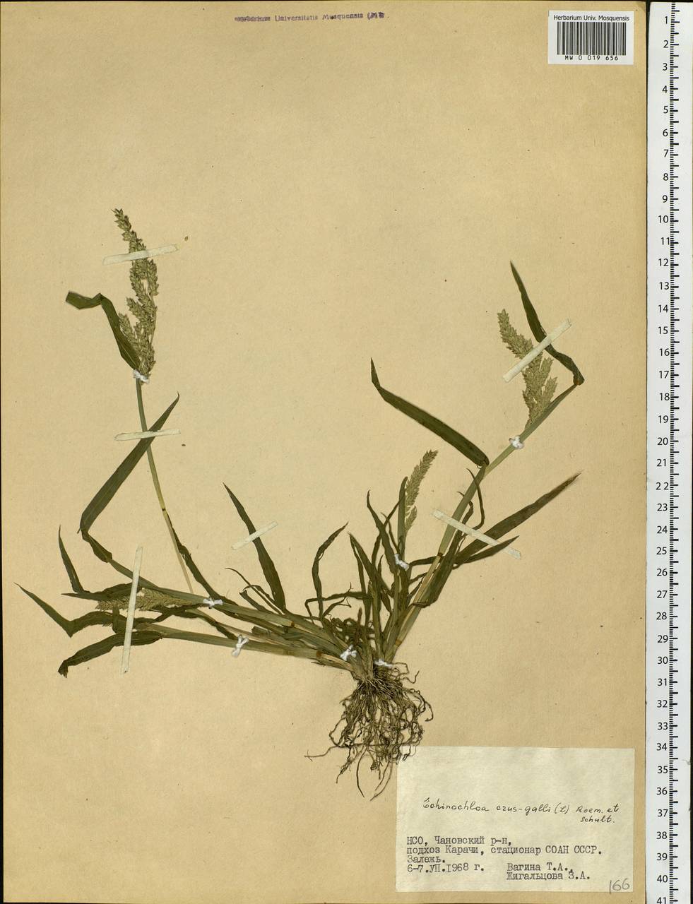 Echinochloa crus-galli (L.) P.Beauv., Siberia, Western Siberia (S1) (Russia)