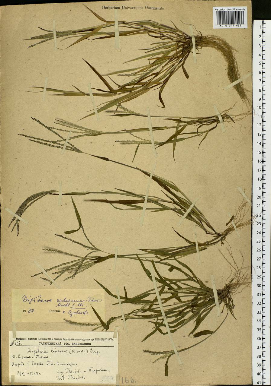 Digitaria ischaemum (Schreb.) Muhl., Siberia, Russian Far East (S6) (Russia)