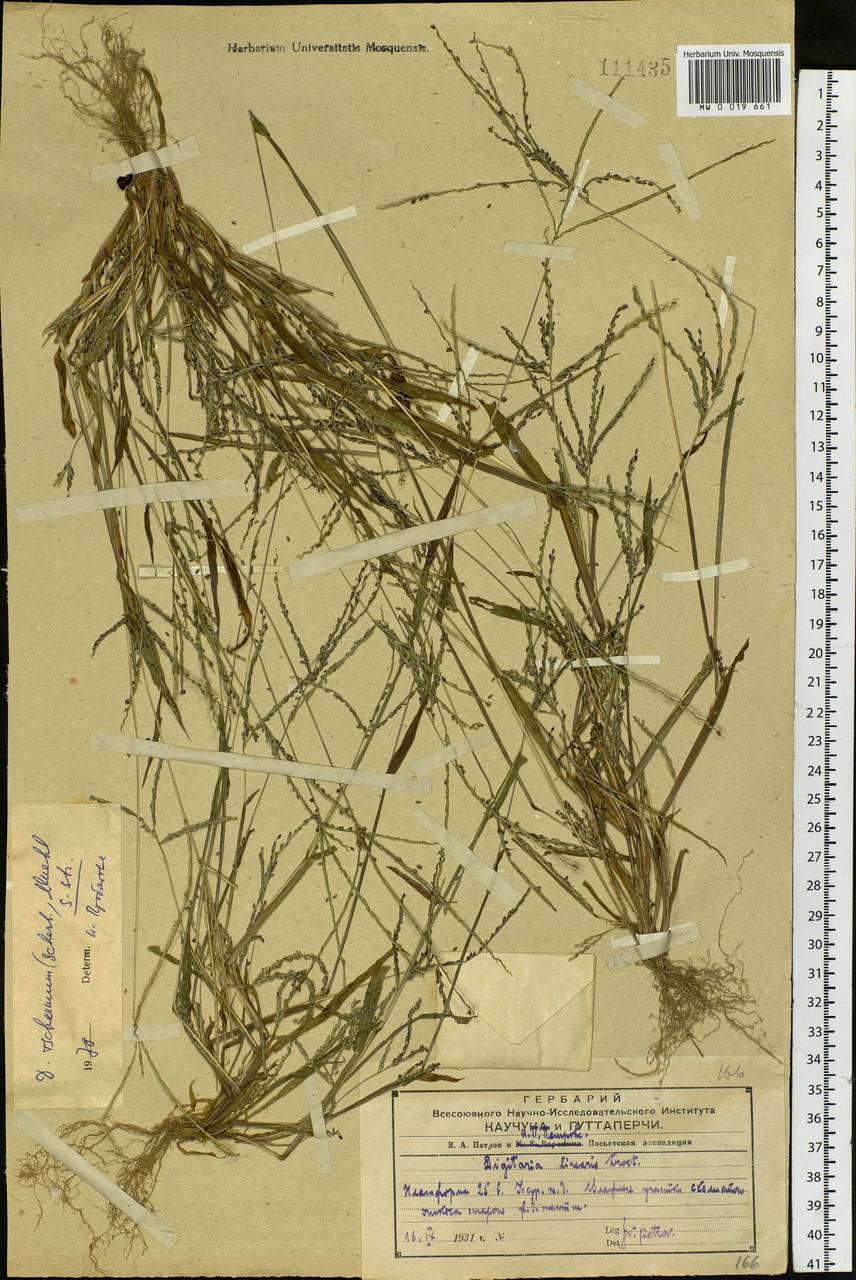 Digitaria ischaemum (Schreb.) Muhl., Siberia, Russian Far East (S6) (Russia)