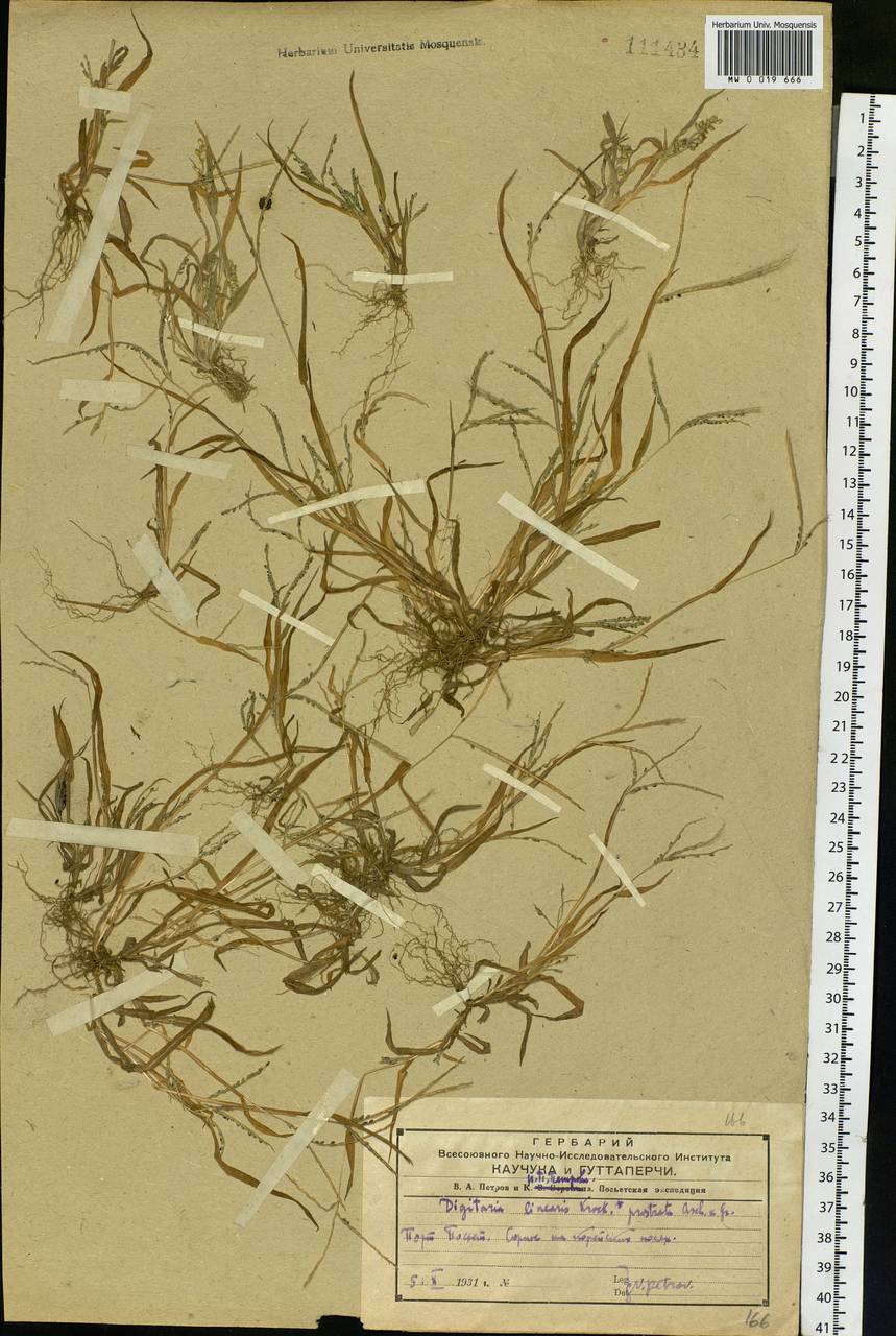 Digitaria ischaemum (Schreb.) Muhl., Siberia, Russian Far East (S6) (Russia)