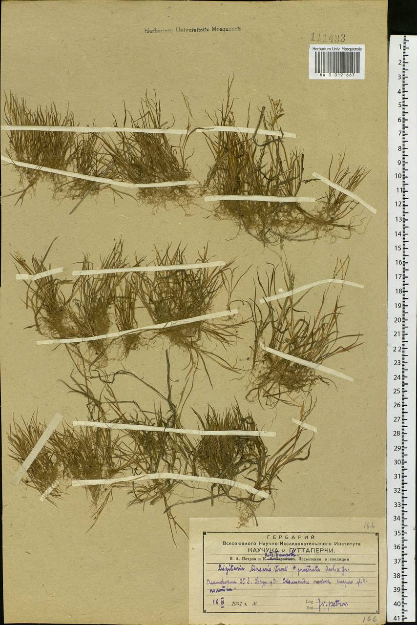 Digitaria ischaemum (Schreb.) Muhl., Siberia, Russian Far East (S6) (Russia)