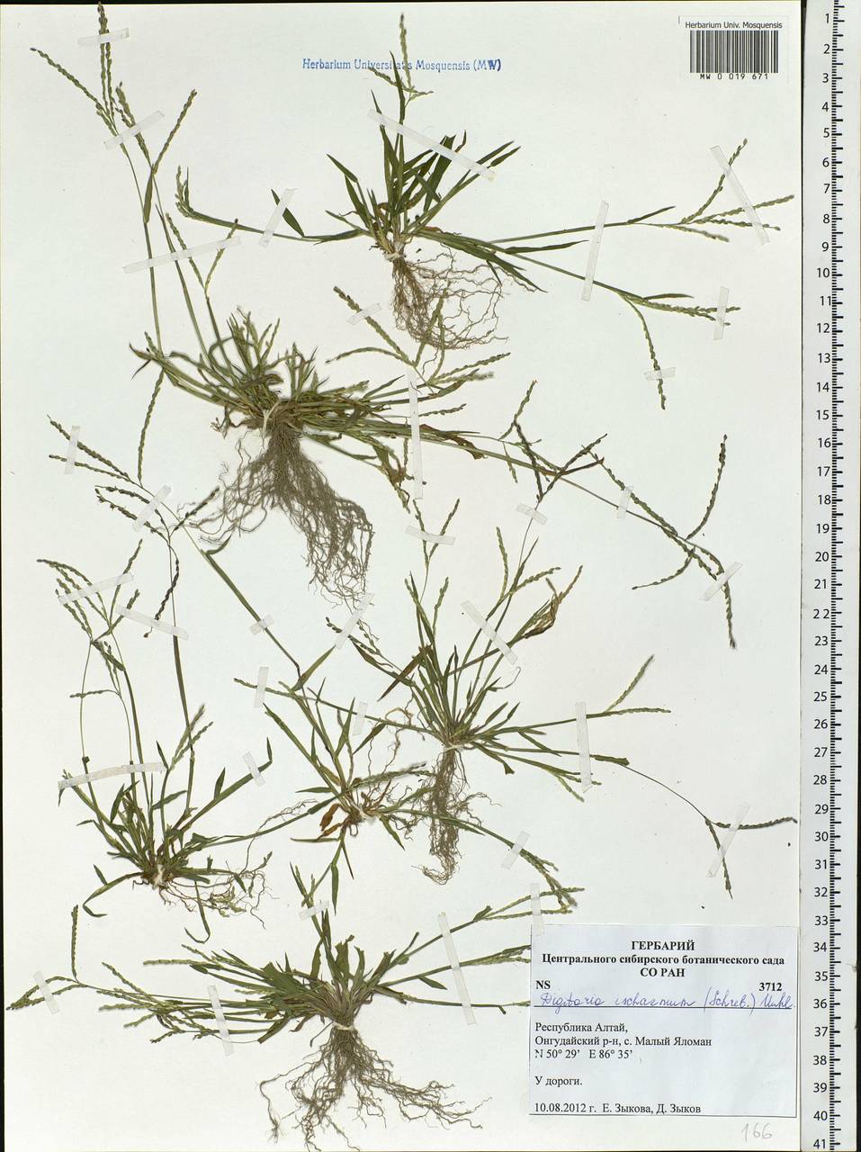 Digitaria ischaemum (Schreb.) Muhl., Siberia, Altai & Sayany Mountains (S2) (Russia)