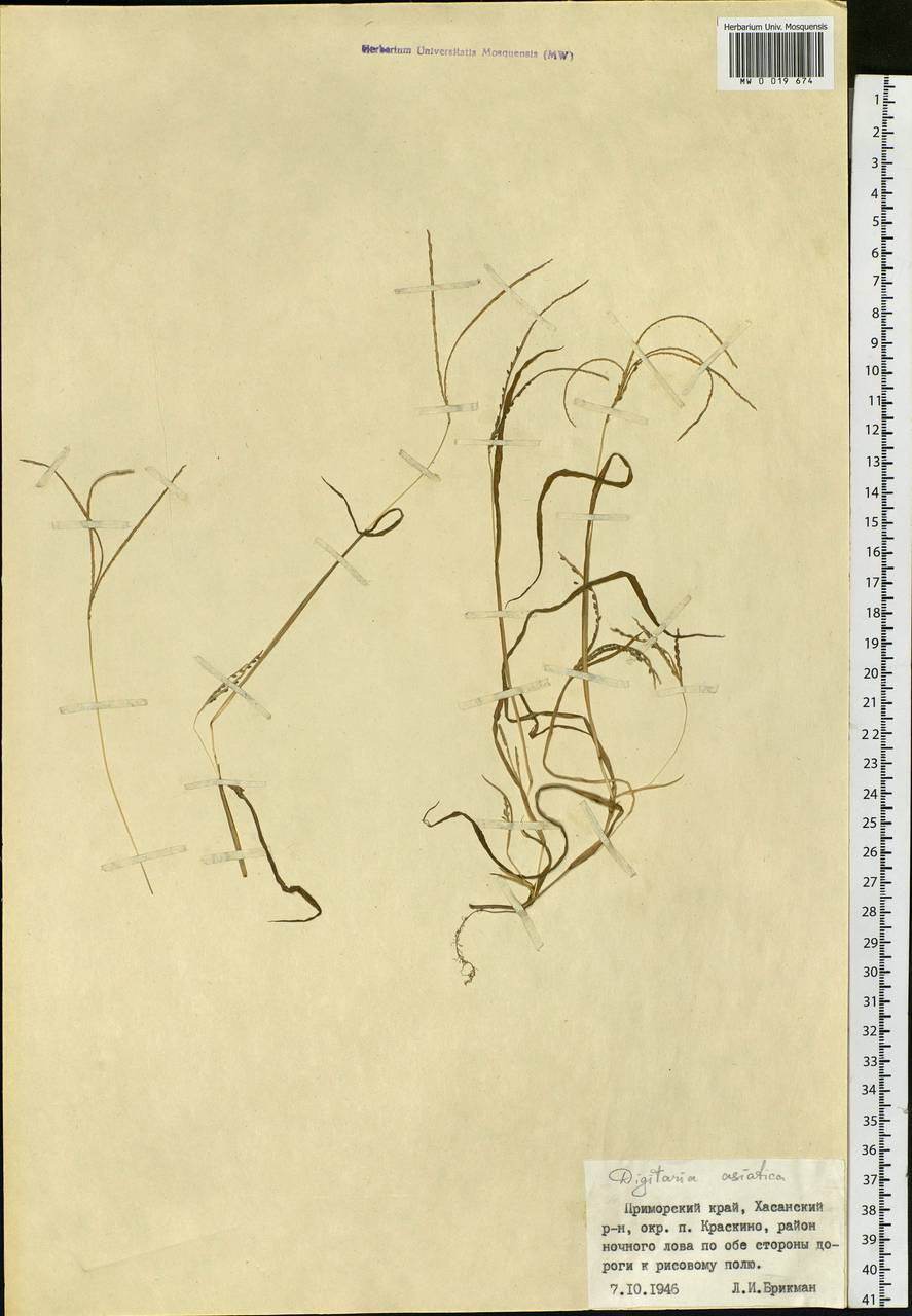 Digitaria ischaemum (Schreb.) Muhl., Siberia, Russian Far East (S6) (Russia)