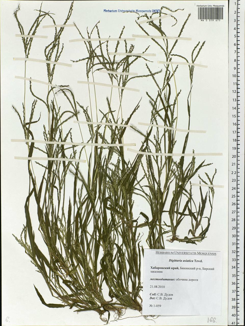 Digitaria ischaemum (Schreb.) Muhl., Siberia, Russian Far East (S6) (Russia)