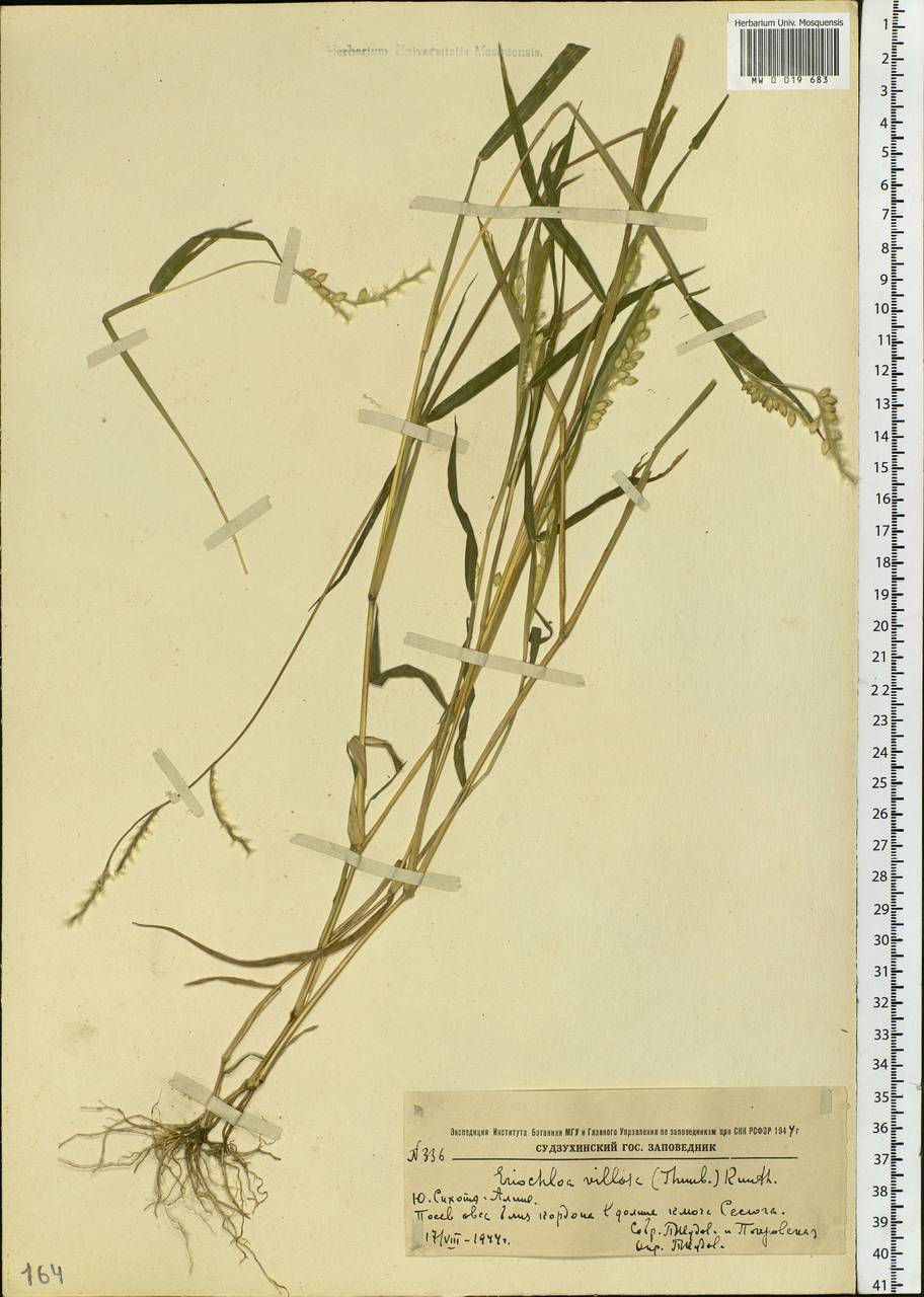 Eriochloa villosa (Thunb.) Kunth, Siberia, Russian Far East (S6) (Russia)
