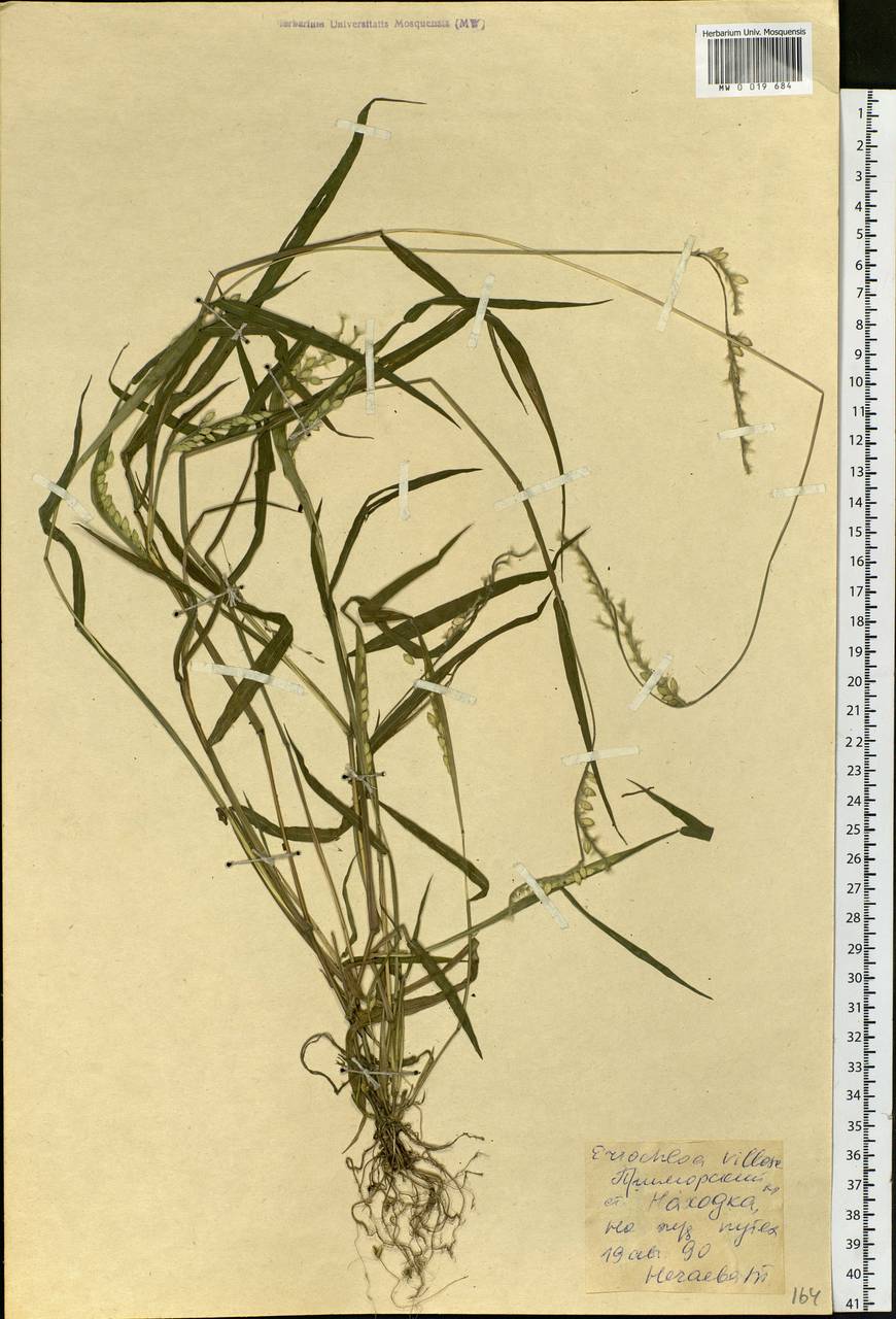 Eriochloa villosa (Thunb.) Kunth, Siberia, Russian Far East (S6) (Russia)