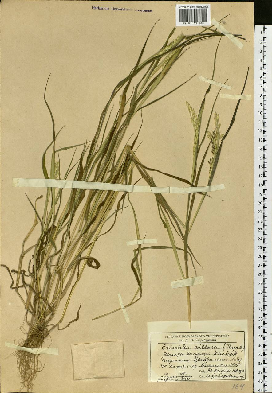 Eriochloa villosa (Thunb.) Kunth, Siberia, Russian Far East (S6) (Russia)