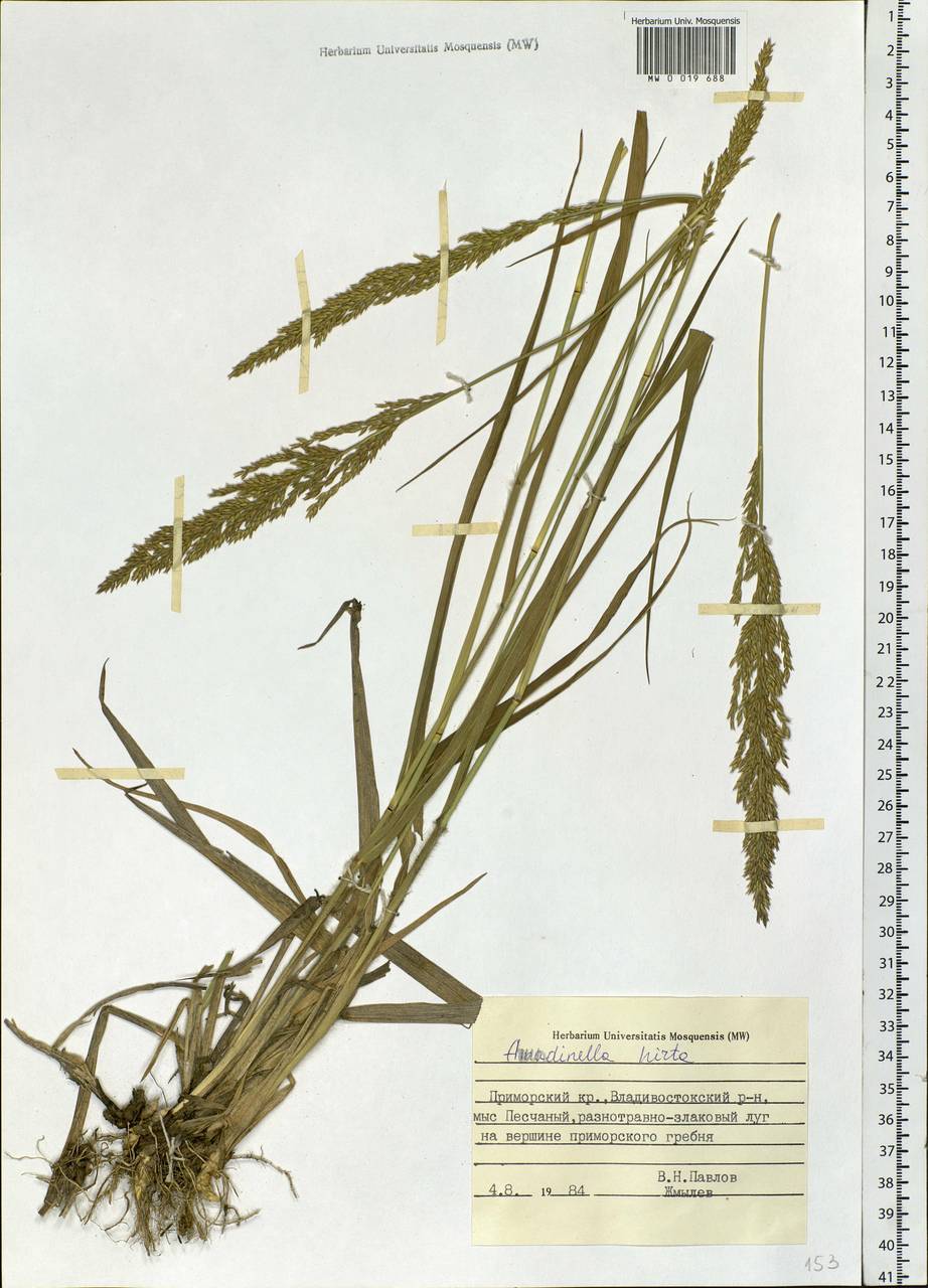 Arundinella hirta (Thunb.) Tanaka, Siberia, Russian Far East (S6) (Russia)