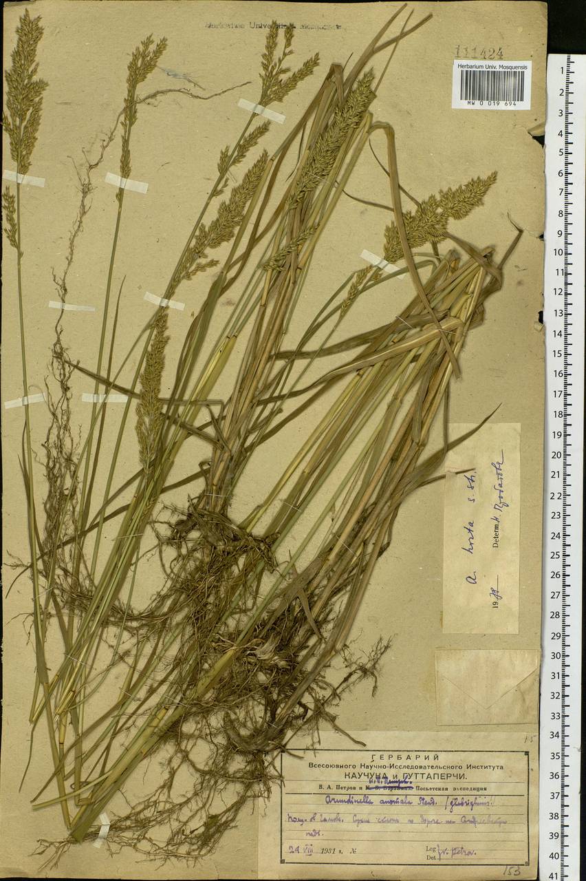 Arundinella hirta (Thunb.) Tanaka, Siberia, Russian Far East (S6) (Russia)