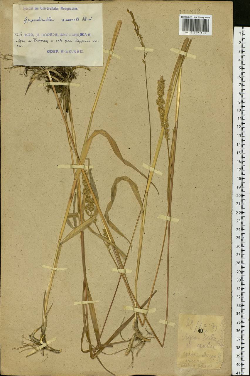 Arundinella hirta (Thunb.) Tanaka, Siberia, Russian Far East (S6) (Russia)