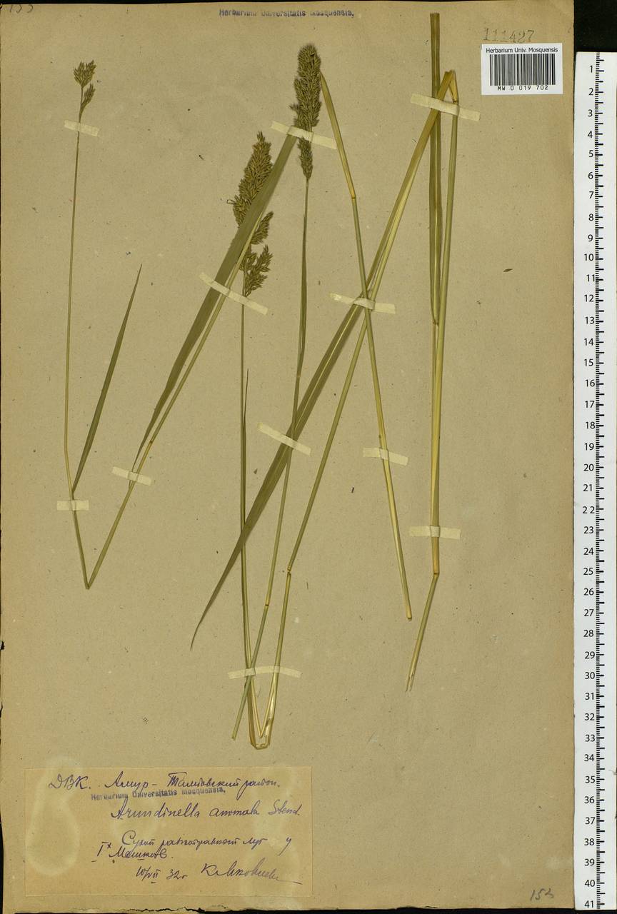 Arundinella hirta (Thunb.) Tanaka, Siberia, Russian Far East (S6) (Russia)