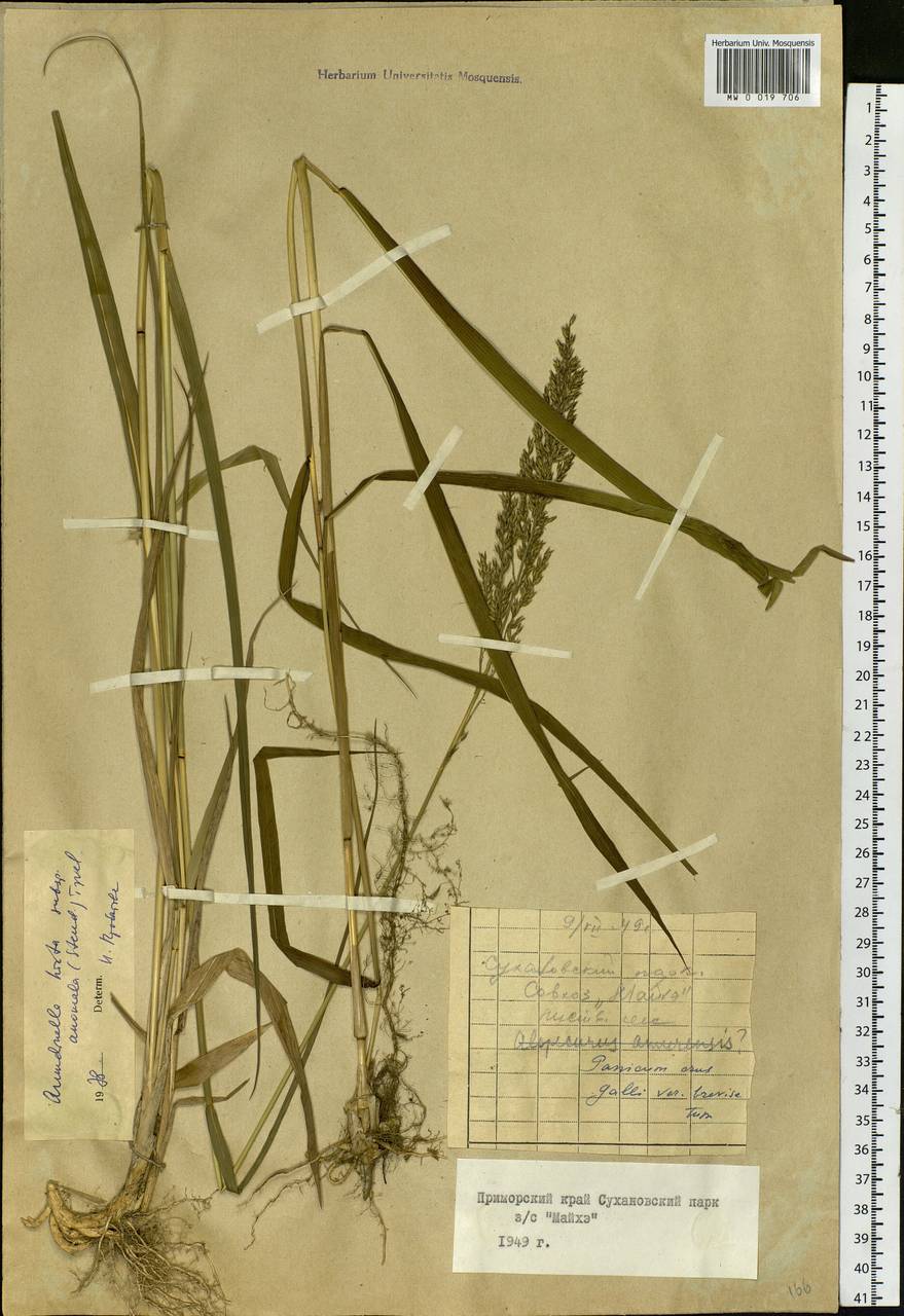 Arundinella hirta (Thunb.) Tanaka, Siberia, Russian Far East (S6) (Russia)