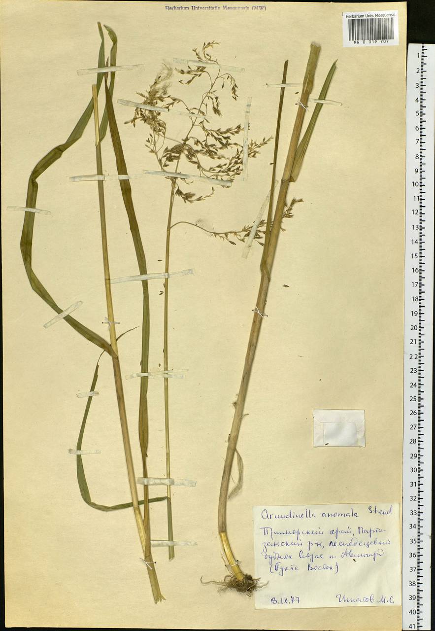 Arundinella hirta (Thunb.) Tanaka, Siberia, Russian Far East (S6) (Russia)