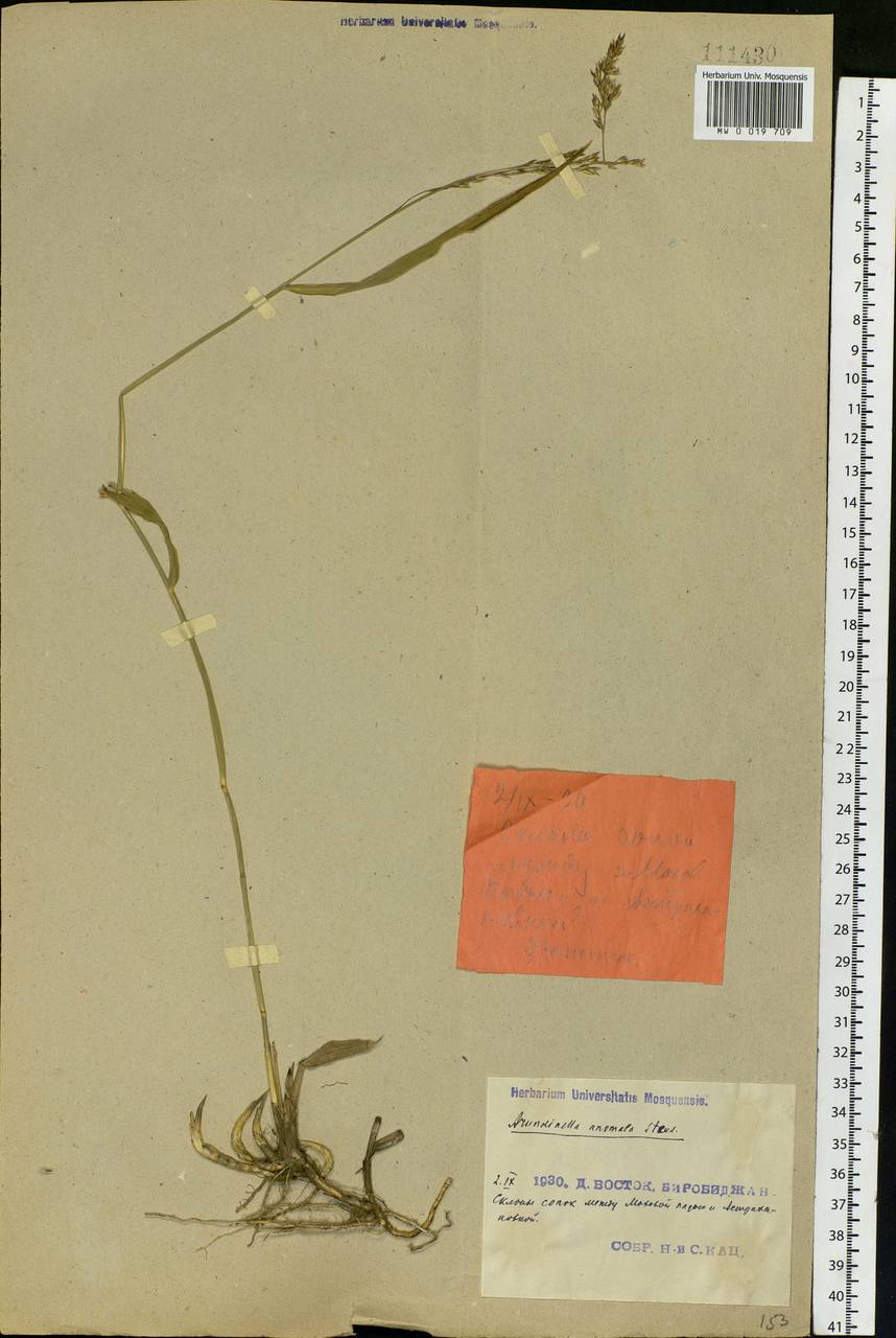 Arundinella hirta (Thunb.) Tanaka, Siberia, Russian Far East (S6) (Russia)