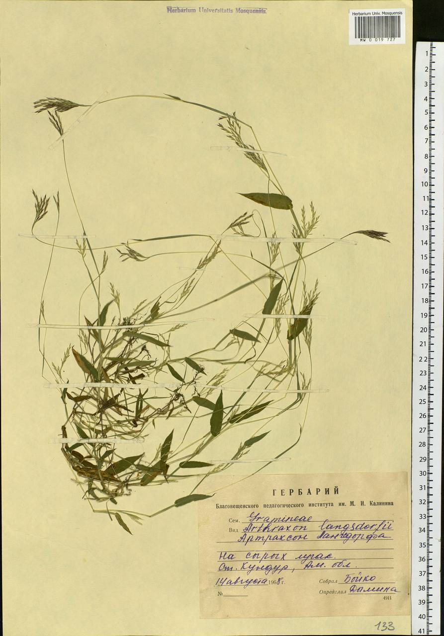 Arthraxon hispidus (Thunb.) Makino, Siberia, Russian Far East (S6) (Russia)