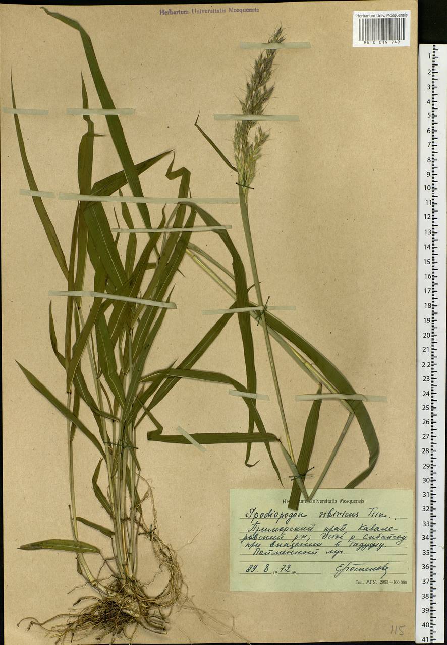 Spodiopogon sibiricus Trin., Siberia, Russian Far East (S6) (Russia)