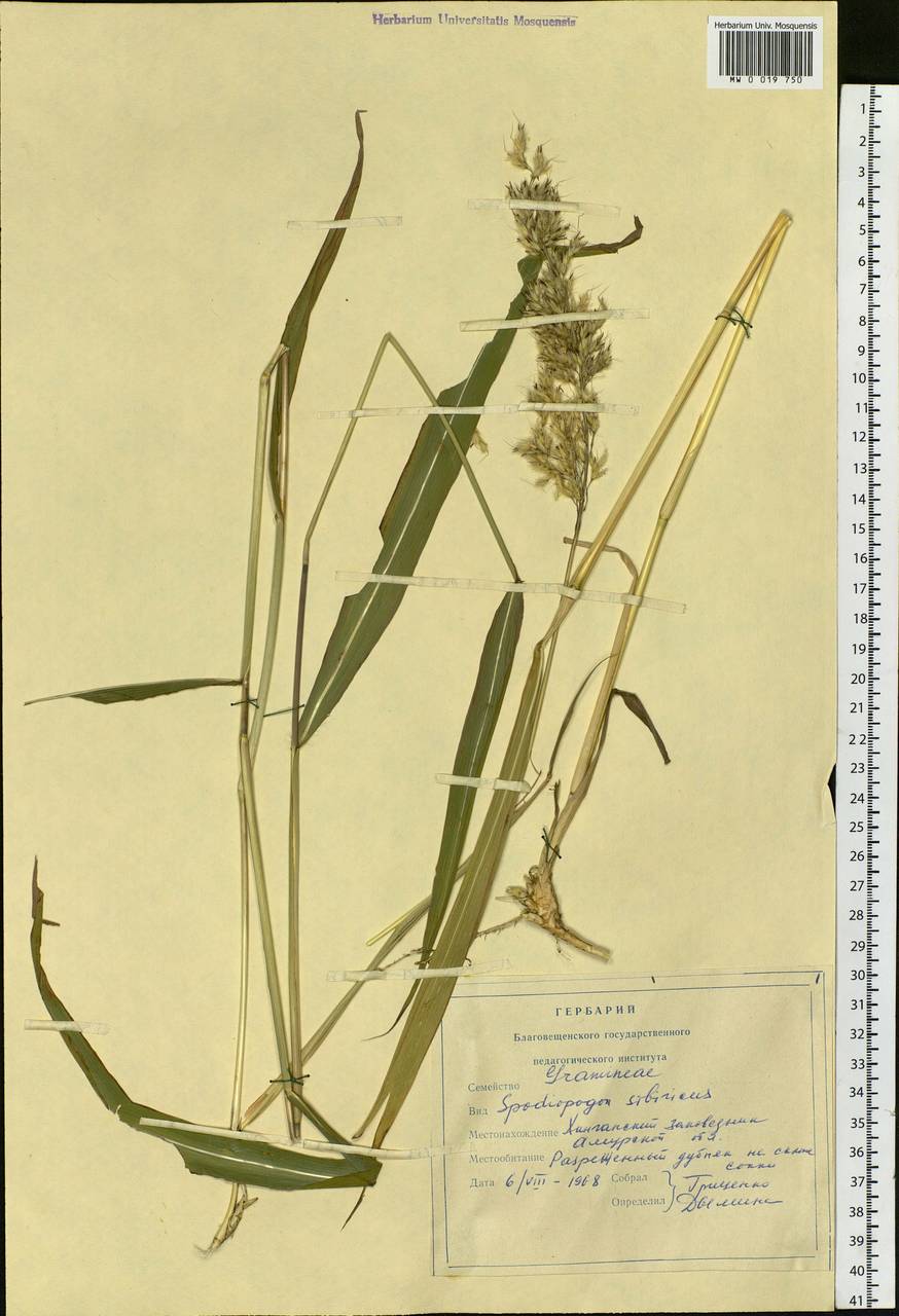Spodiopogon sibiricus Trin., Siberia, Russian Far East (S6) (Russia)