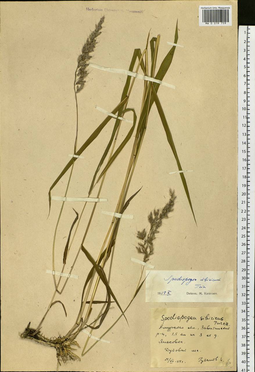 Spodiopogon sibiricus Trin., Siberia, Russian Far East (S6) (Russia)