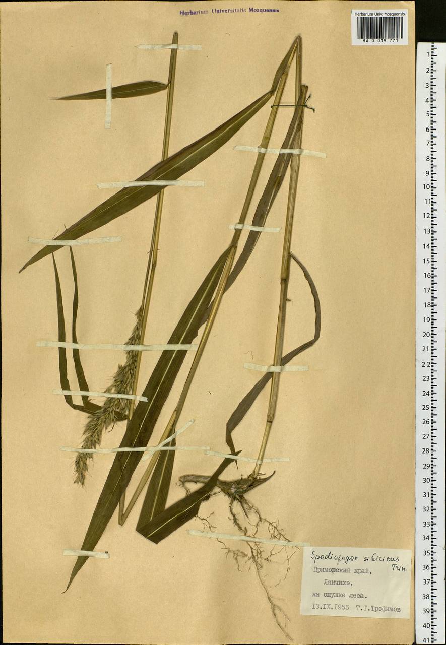 Spodiopogon sibiricus Trin., Siberia, Russian Far East (S6) (Russia)