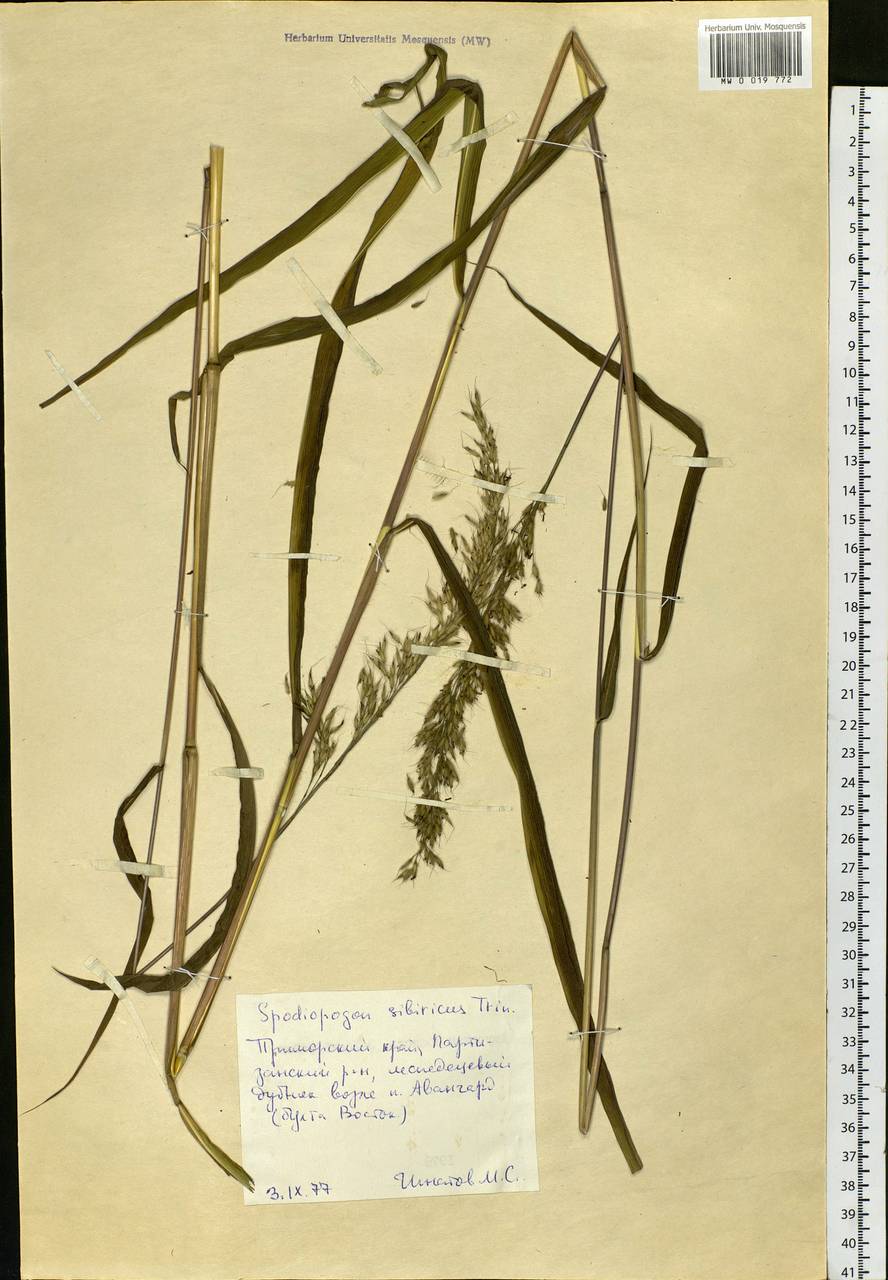 Spodiopogon sibiricus Trin., Siberia, Russian Far East (S6) (Russia)