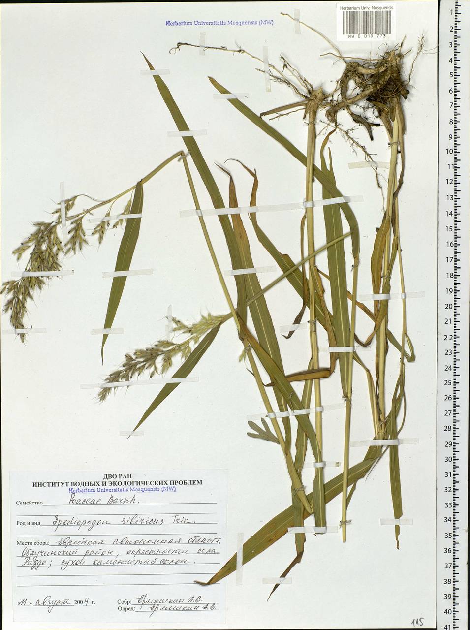 Spodiopogon sibiricus Trin., Siberia, Russian Far East (S6) (Russia)