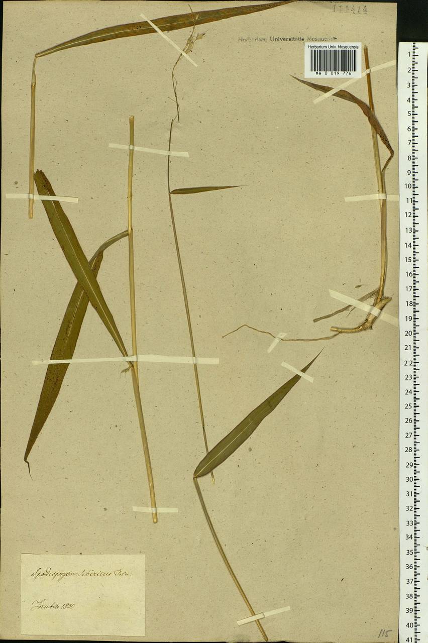 Spodiopogon sibiricus Trin., Siberia, Baikal & Transbaikal region (S4) (Russia)
